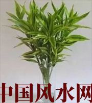 保亭十二生肖养什么植物最旺财运？你知道吗！
